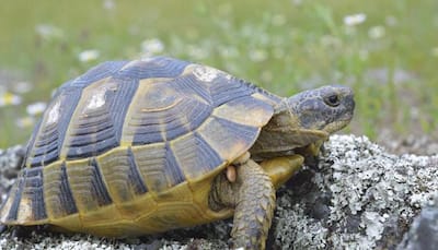 50 sea turtles released ahead of Endangered Species Day