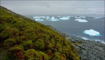 Antarctica is on the verge of turning green, thanks to climate change!