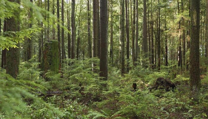 Tree plantation not a substitute to cut CO2 emissions, says study 