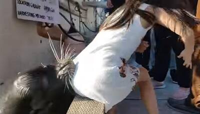 Sea lion grabs girl, drags her into water - WATCH what happens next!