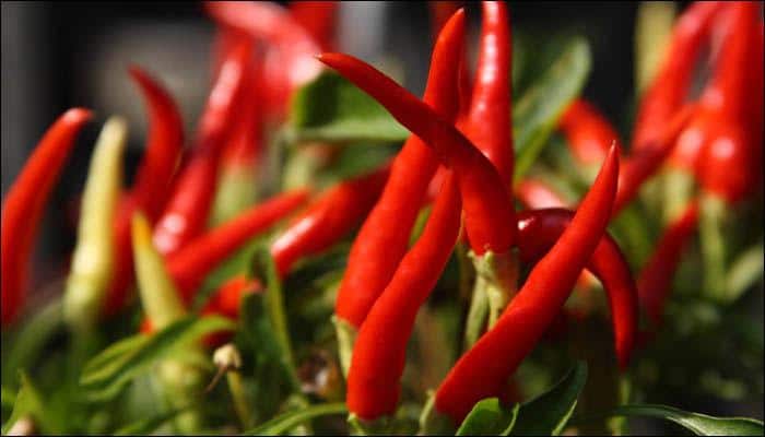 Say hello to &#039;Dragon&#039;s Breath&#039; – World&#039;s hottest chili pepper, so spicy it may even cause death!