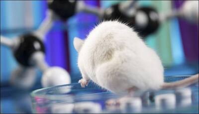 Incredible feat! Scientists witness first-ever healthy mice offspring produced from sperm frozen in ISS