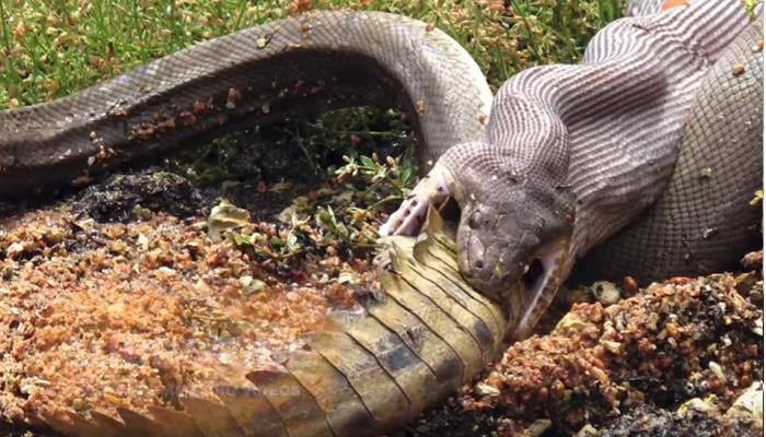 This snake vs crocodile fight is no less than Wrestle Mania; it lasted for 5 hours - WATCH how snake won!