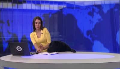 Labrador interrupts news broadcast for 15-seconds of fame; video goes viral! - Watch