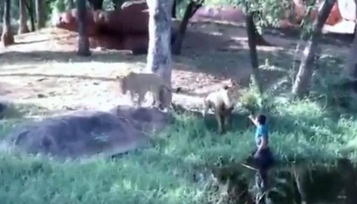 Drunk man jumps into lions&#039; enclosure to shake hand with them - WATCH what they did with him