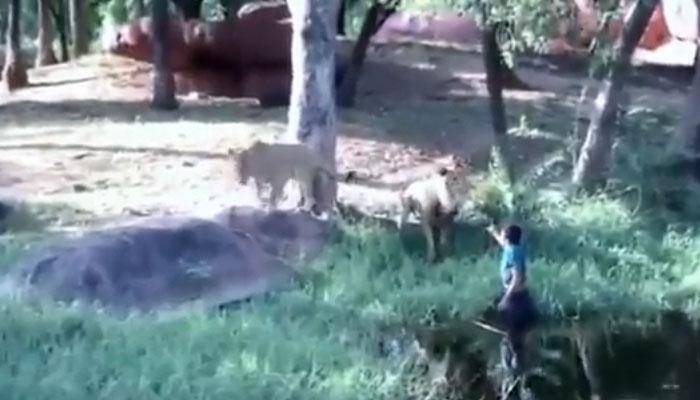 Drunk man jumps into lions' enclosure to shake hand with them - WATCH what they did with him