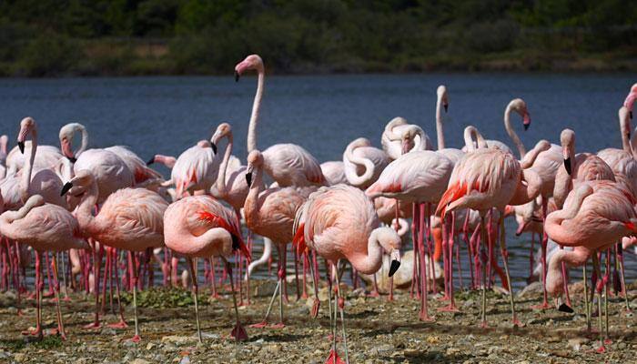At last, it's decoded! This is why flamingos stand on one leg