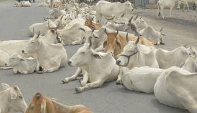 Centre bans sale of cows for slaughter across India, puts restrictions on sale too