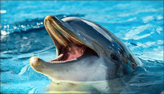 Dolphin intelligence to be studied via newly-developed underwater touchscreen!