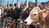 Cow shelters hail Centre's new rules on cattle slaughter, terms it "right decision"