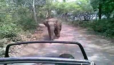 WATCH: This baby elephant gives a chase to tourist jeep at Jim Corbett National Park 