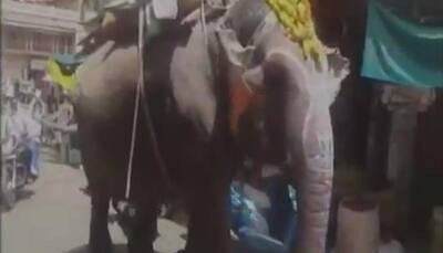 WOW! This jumbo in Madhya Pradesh takes 'pann' after a sumptuous meal – Watch video