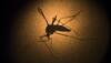 Aedes mosquitoes