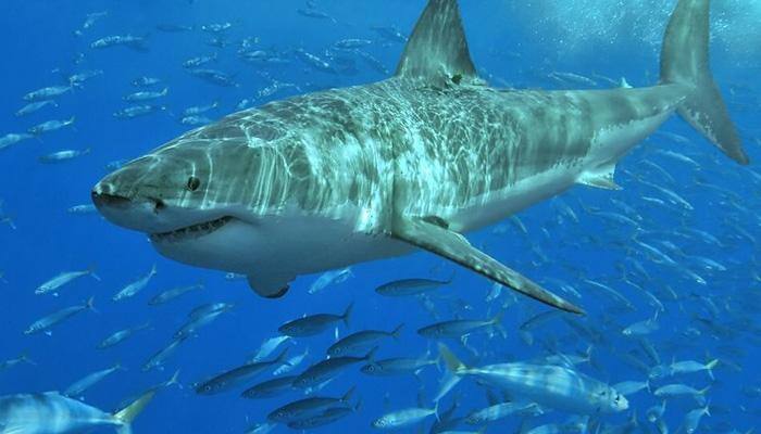 This is how a 200kg 'great white shark' ended up in elderly fisherman's boat