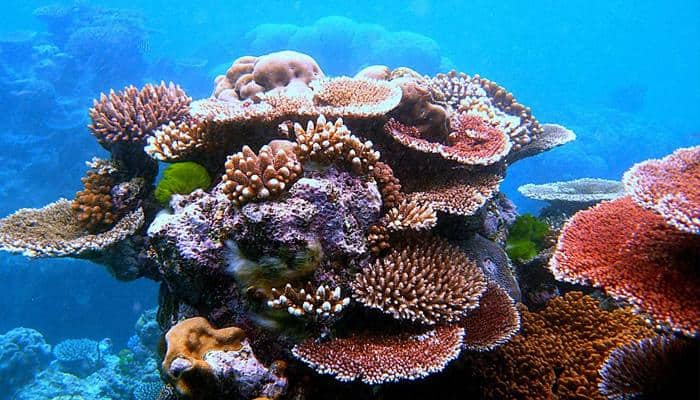 Coral bleaching on Great Barrier Reef worse than first thought