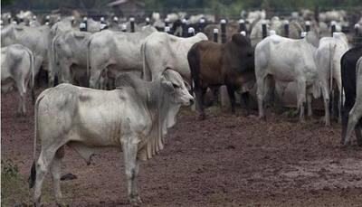 Maharashtra: Cow vigilantes assault youth over ''possession of beef''
