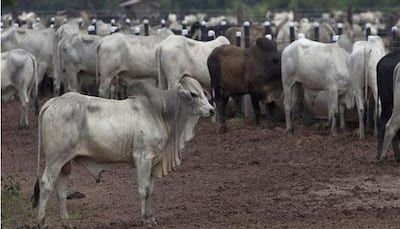 Maharashtra: Cow vigilantes assault youth over ''possession of beef''