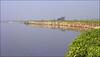 Cattle blood flowing into Yamuna compels NGT to condemn Delhi govt, civic bodies