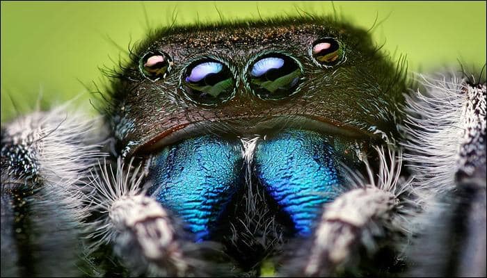 Arachnid alert: Last seen 122 years ago in Burma, rare jumping spider makes an appearance in Mumbai!