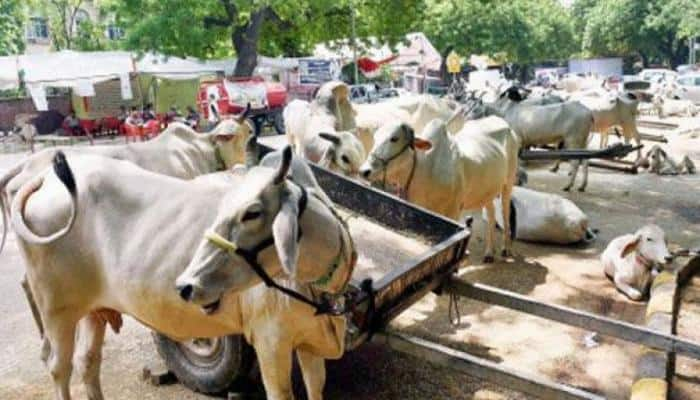 BJP lashes out at DMK for criticising Centre on cattle ban