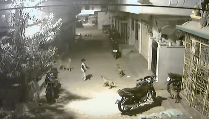 Brave young Hyderabad boy stands up to four stray dogs - This viral video has over 1 lakh views