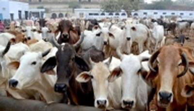 Kerala assembly to debate new cattle law on June 8