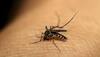 Malaria infection can cause chronic bone loss