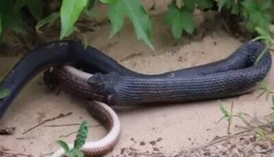 OMG! Huge snake vomits another live snake - this epic video registers nearly 30 lakh views