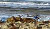 UN Ocean Conference opens with call to save planet