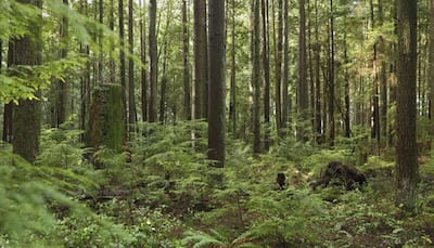 Scientists discover earliest evidence of human impact on environment