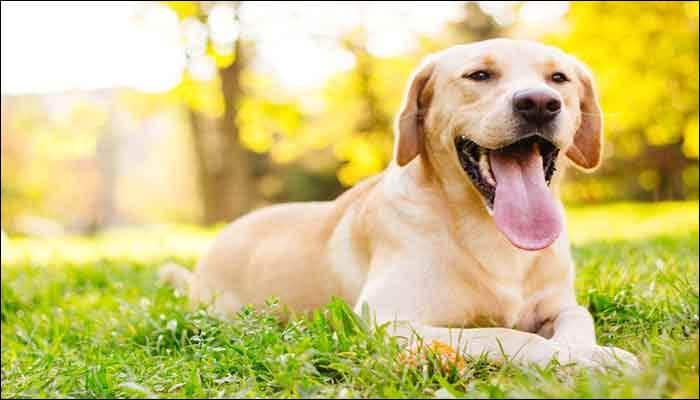 Owning a dog may keep oldies active, says research