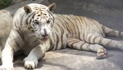 Paralysed white tiger dies at Pune zoo