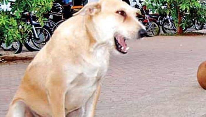 Kerala mother dies after saving her child from dog attack - How dangerous is rabies?