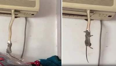 OMG! Snake comes out of AC to eat his favourite snack rat -- Watch viral video