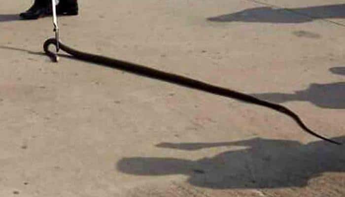 Love or insanity! Bihar man, bitten off by snake, bites wife so that she dies with him