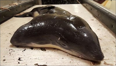 Bizarre! Two-headed porpoise discovered for the first time in North Sea – See pics