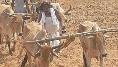 Chairman of National Commission for STs Nand Kumar Sai ploughing field in scorching heat – Picture goes viral