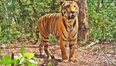 Tiger count in Assam's Kaziranga rising; latest estimates put the number at 104
