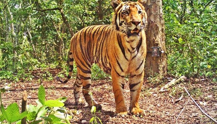Tiger count in Assam's Kaziranga rising; latest estimates put the number at 104