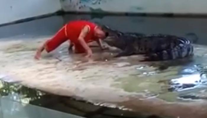 Crocodile clamps its jaws on zookeeper&#039;s head in Thailand – Watch the horrifying video