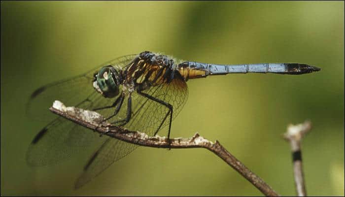 200-million-year-old giant dragonfly fossil found