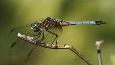200-million-year-old giant dragonfly fossil found