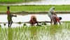 Govt hikes paddy MSP by Rs 80/quintal, pulses by up to Rs 400/quintal