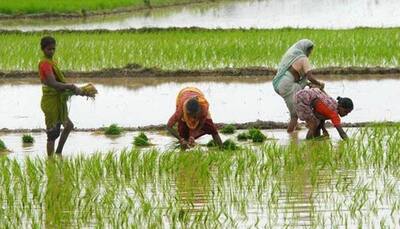 Govt hikes paddy MSP by Rs 80/quintal, pulses by up to Rs 400/quintal
