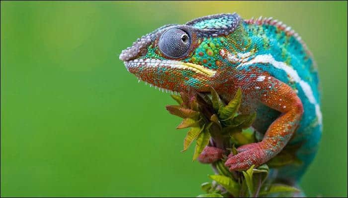 Scientists welcome three newly discovered species of chameleons!