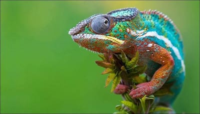 Scientists welcome three newly discovered species of chameleons!