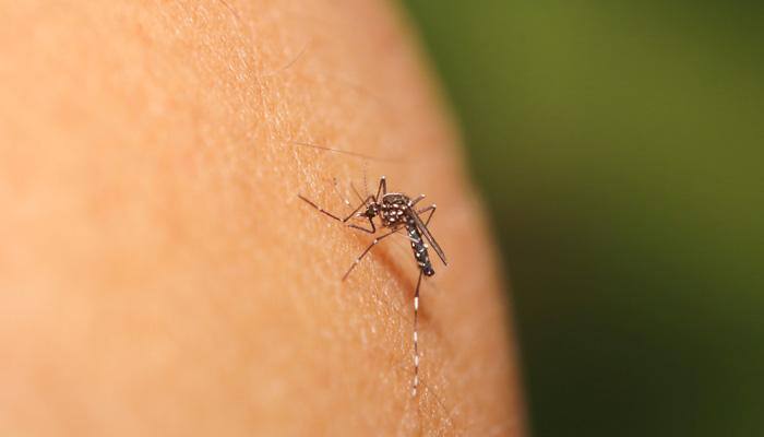 Australian man dies after catching Japanese encephalitis in Thailand – How to recognise JE symptoms