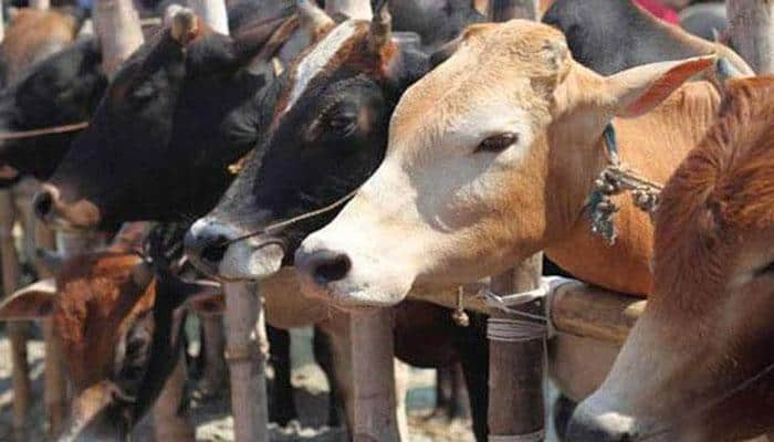 UP: Tension grips Shahjahanpur after cow slaughter reports, heavy police force deployed