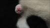 Tokyo zoo is celebrating; confirms new baby panda is a girl!