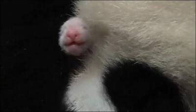 Tokyo zoo is celebrating; confirms new baby panda is a girl!